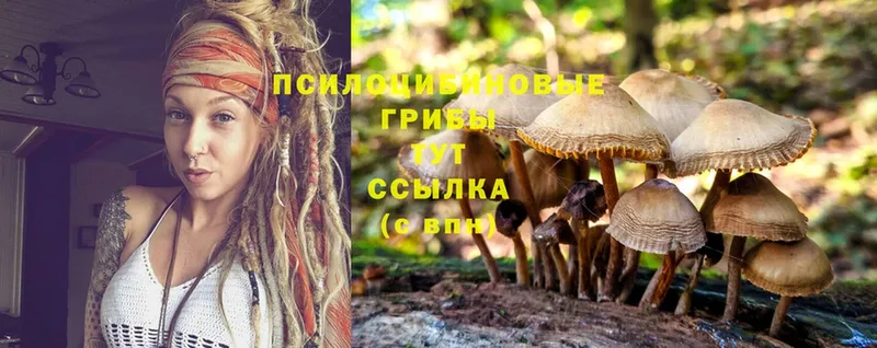 наркота  Чебоксары  Псилоцибиновые грибы Psilocybine cubensis 